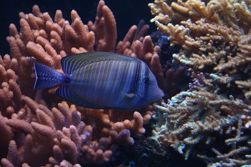 Ryba tropikalna