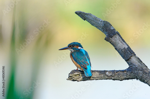 Photo: Martin pescatore Martin pescatore