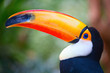Toucan
