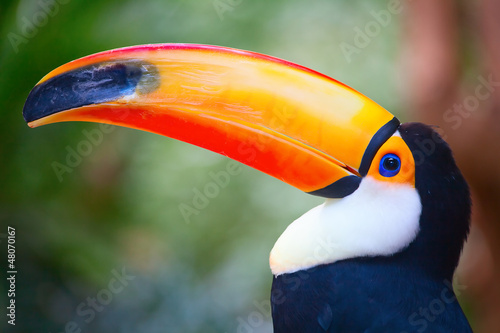 Photo: Toucan Toucan