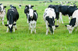 herd of cows on the pasture