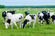 herd of cows on the pasture