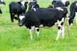 herd of cows on the pasture