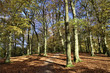 Autumn trees in Talkin Tarn Country Park