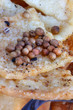 Koriander-Brotgebäck
