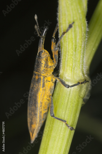 Photo: Yellow weevil, Lixus paraplecticus on stem, macro photo Yellow weevil, Lixus paraplecticus on stem, macro photo