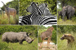 Wildlife Variety