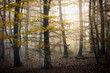 morning forest