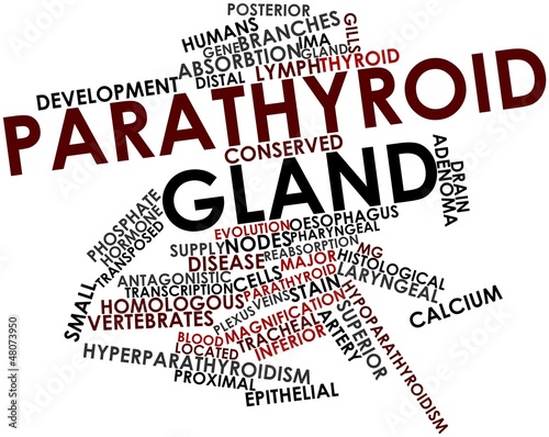 Illustration: Word cloud for Parathyroid gland Word cloud for Parathyroid gland