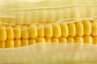 fresh corn, close up