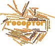 Word cloud for Receptor