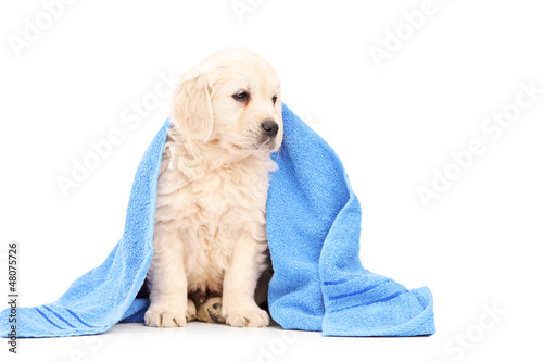 Photo: A little labrador retriever dog covered with blue towel A little labrador retriever dog covered with blue towel
