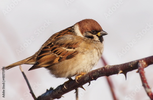 Photo: Sparrow on branch Sparrow on branch