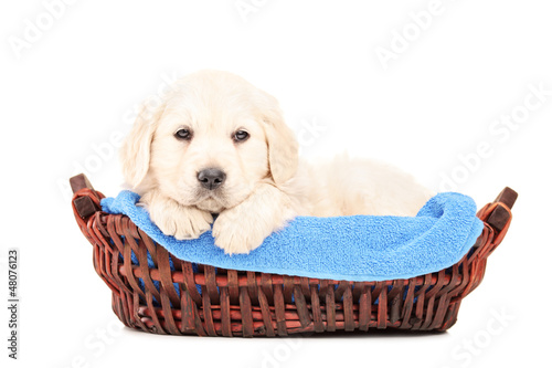 Photo: A little labrador retriever dog in a basket A little labrador retriever dog in a basket
