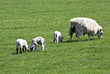 Triplet lambs with ewe