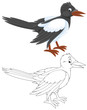 Magpie