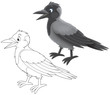 Crow