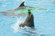 Performance of dolphins