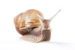 Snail