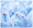 Fir tree background