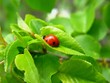 ladybird sleeping on the green leaf