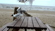 hungry seagull gull fight food wooden table background sea