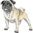 vector sketch angry dog pug breed