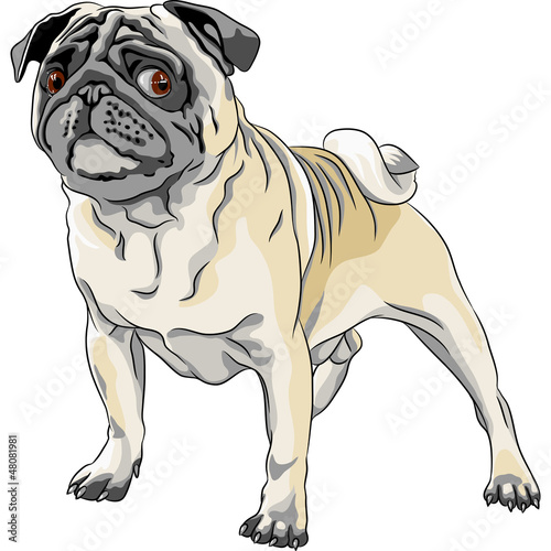 Vector: vector sketch angry dog pug breed vector sketch angry dog pug breed