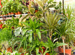 Dracena and Ficus and other decorative plants