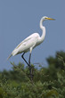 White Heron perched in Evergreen