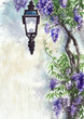 Lilac lantern