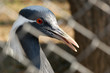 stork