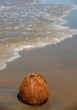 Kokusnuss am Strand