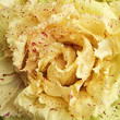 Radicchio Variegato di Castelfranco IGP