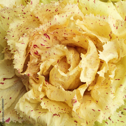 Photo: Radicchio Variegato di Castelfranco IGP Radicchio Variegato di Castelfranco IGP