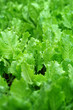 Lechuga