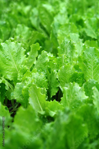 Photo: Lechuga Lechuga