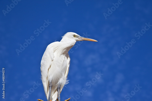 Photo: Little Egret against blue sky and white cloud Little Egret against blue sky and white cloud