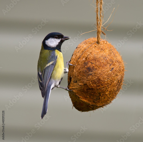 Photo: Great Tit on a coconut feeder. Great Tit on a coconut feeder.