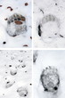 bear tracks in snow
