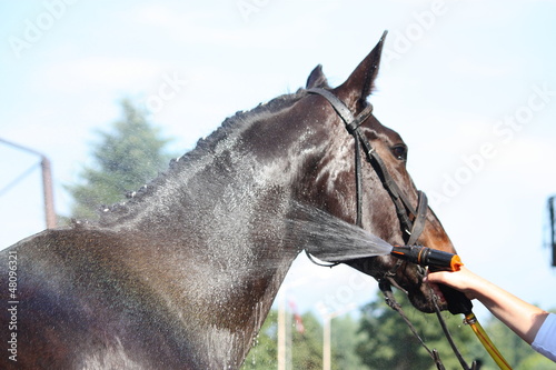 Photo: Brown horse taking a bath Brown horse taking a bath