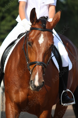 Photo: Beautiful sport horse portrait during dressage test Beautiful sport horse portrait during dressage test