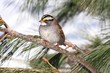 Bird In Snow