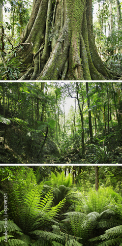 Photo: regenwald regenwald