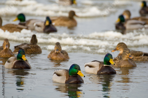 Photo: Mallard Mallard