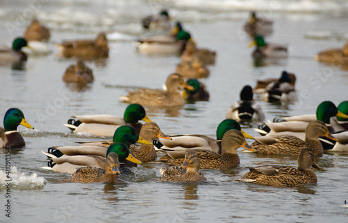 Photo: Mallard Mallard