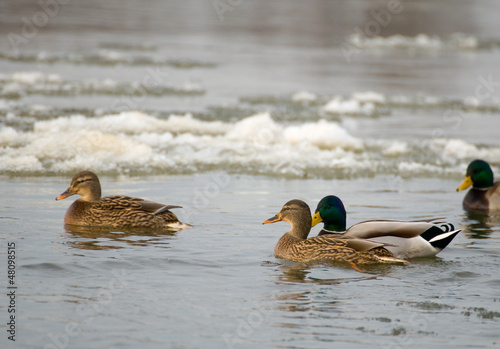 Photo: Mallard Mallard