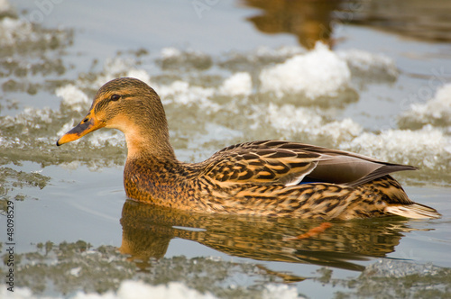 Photo: Mallard Mallard