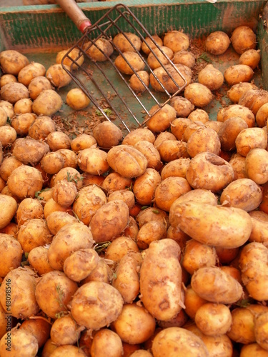 Photo: Potatoes on market Potatoes on market