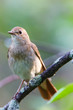 Luscinia luscinia, Thrush Nightingale